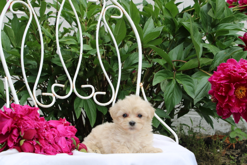 puppy, for, sale, Maltipoo, Matthew B. Stoltzfus, dog, breeder, Gap, PA, dog-breeder, puppy-for-sale, forsale, nearby, find, puppyfind, locator, puppylocator, aca